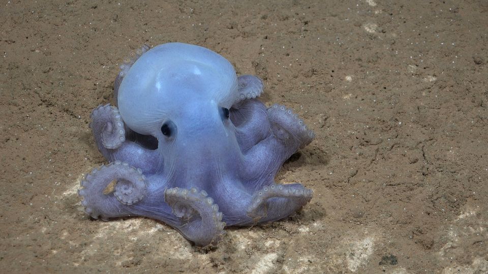 Ein Casper-Oktopus in der Tiefsee des Südpazifik