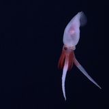 Ein Promachoteuthis Tintenfisch wurde noch nie lebend aufgenommen. Der hier schwamm dem Forscherteam vor die Kamera