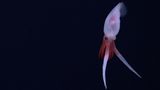 Ein Promachoteuthis Tintenfisch wurde noch nie lebend aufgenommen. Der hier schwamm dem Forscherteam vor die Kamera