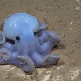 Die im Jahr 2016 entdeckte Art mit dem Spitznamen Casper wurde bisher weder wissenschaftlich beschrieben noch offiziell benannt, da noch niemand ein Exemplar gesammelt hat. Dieses Tier trieb sich in 4443 Metern Tiefe herum