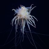 Eine Bathyphysa-Staatsqualle (Bathyphysa conifera) – gelegentlich "Fliegende Spaghettimonster" genannt – ist ebenfalls vor die Kamera geraten