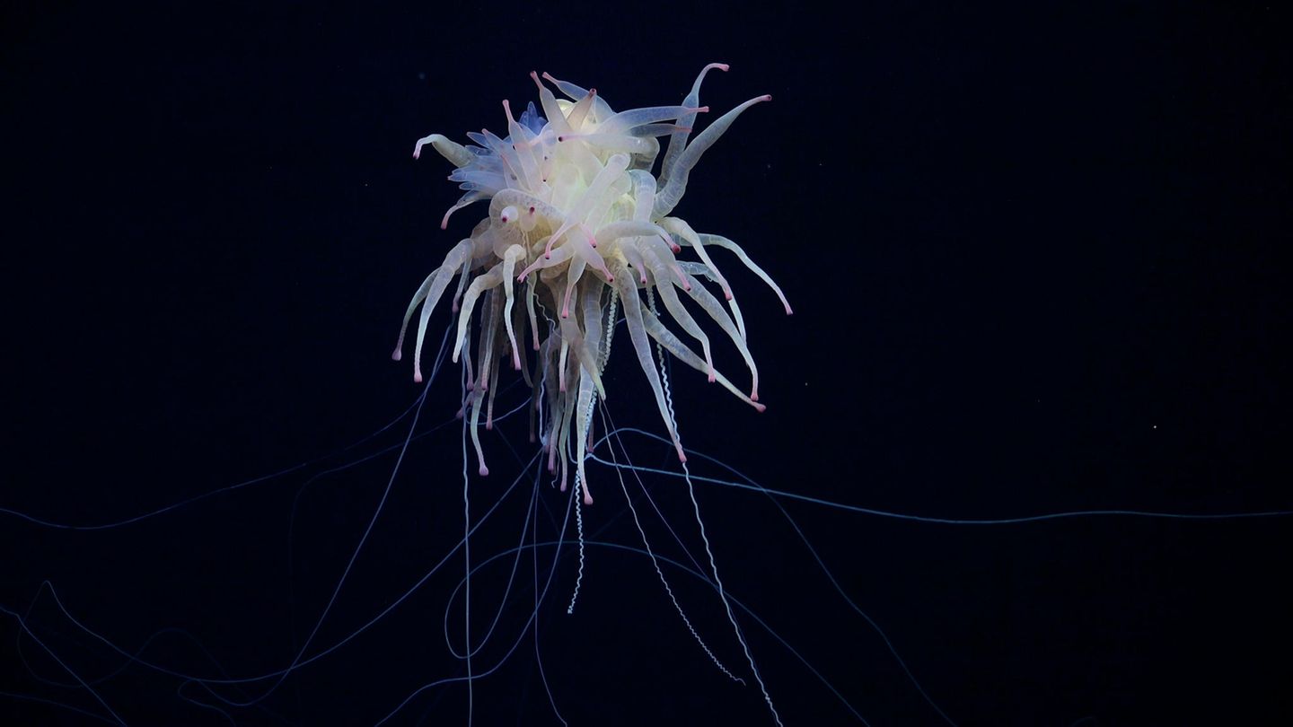 Eine Bathyphysa-Staatsqualle (Bathyphysa conifera) – gelegentlich "Fliegende Spaghettimonster" genannt – ist ebenfalls vor die Kamera geraten