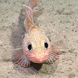 Dieser Skorpionfisch (Helicolenus lengerichi) ist bereits bekannt, doch wohl nur Fachleute dürften den Fisch mit den großen Augen schon einmal gesehen haben