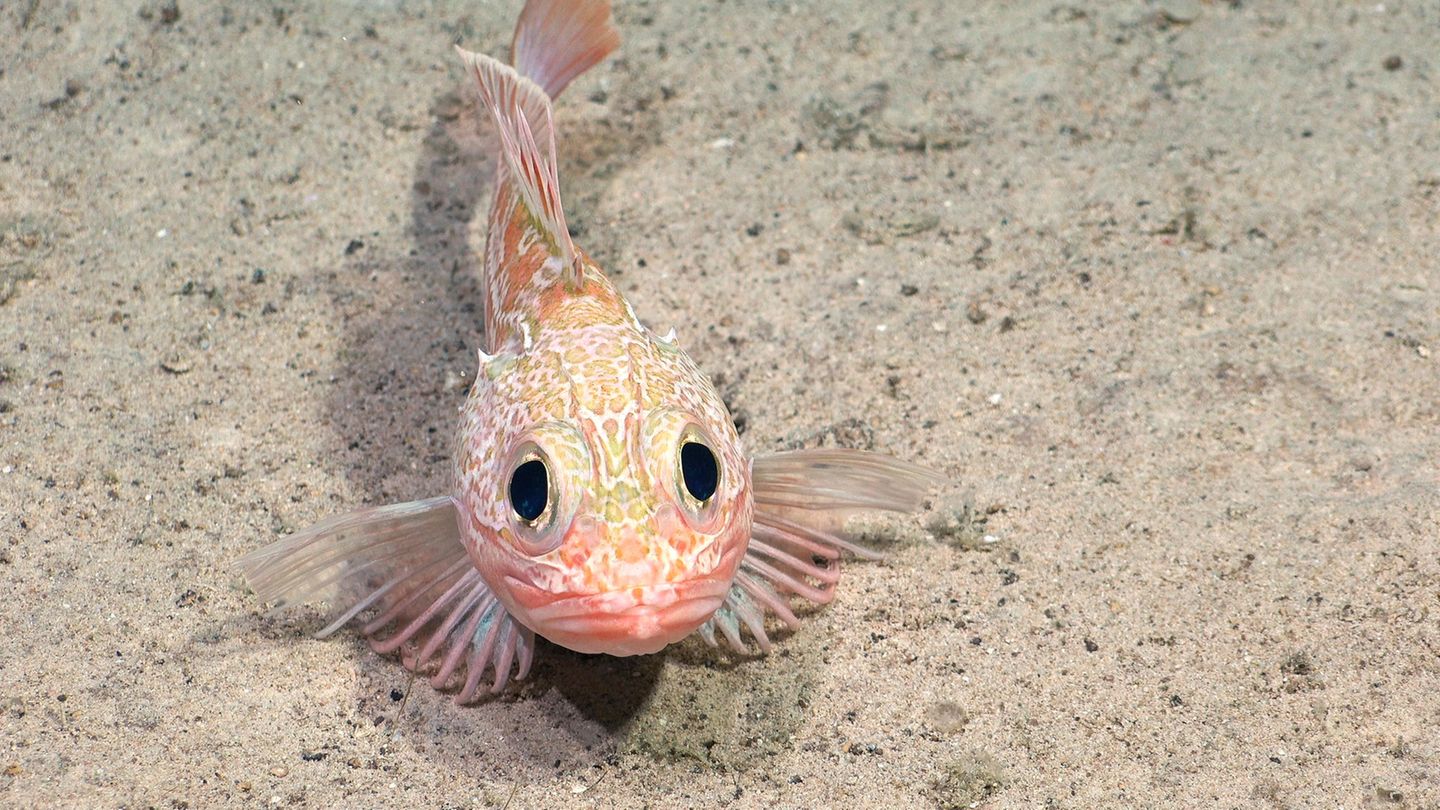 Dieser Skorpionfisch (Helicolenus lengerichi) ist bereits bekannt, doch wohl nur Fachleute dürften den Fisch mit den großen Augen schon einmal gesehen haben