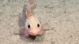 Dieser Skorpionfisch (Helicolenus lengerichi) ist bereits bekannt, doch wohl nur Fachleute dürften den Fisch mit den großen Augen schon einmal gesehen haben