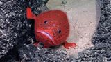 Ein Chaunacops coloratus, gemeinhin als Meereskröte bekannt, stützt sich mit seinen Brustflossen auf Felsen und Sand in 1430 Metern Tiefe. Außerdem sieht dieser Fisch aus, als trüge er einen roten Häkelpullover