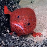 Ein Chaunacops coloratus, gemeinhin als Meereskröte bekannt, stützt sich mit seinen Brustflossen auf Felsen und Sand in 1430 Metern Tiefe. Außerdem sieht dieser Fisch aus, als trüge er einen roten Häkelpullover