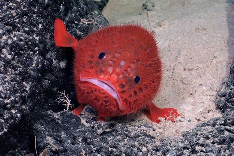 Ein Chaunacops coloratus, gemeinhin als Meereskröte bekannt, stützt sich mit seinen Brustflossen auf Felsen und Sand in 1430 Metern Tiefe. Außerdem sieht dieser Fisch aus, als trüge er einen roten Häkelpullover