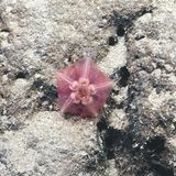 Dieser Tiefse-Seestern der Gattung Hymenaster ist vermutlich eine neu entdeckte Art