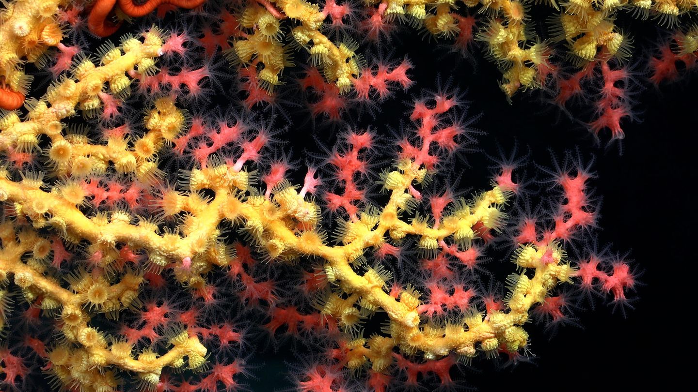 Eine "Bubblegum-Koralle" (Paragorgia) mit Midas-Touch (Gelbe Parazoanthidae)
