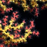 Eine "Bubblegum-Koralle" (Paragorgia) mit Midas-Touch (Gelbe Parazoanthidae)