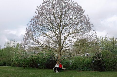Glück: Pärchen sitzt unter einem großen Baum