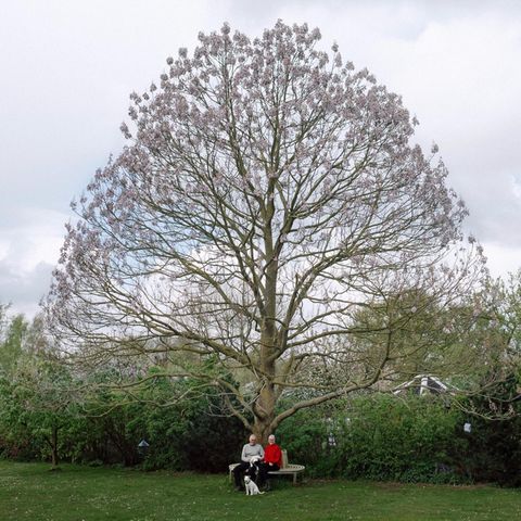 Glück: Pärchen sitzt unter einem großen Baum