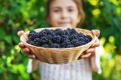 Sachsen Wahl Brombeer