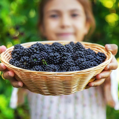 Sachsen Wahl Brombeer