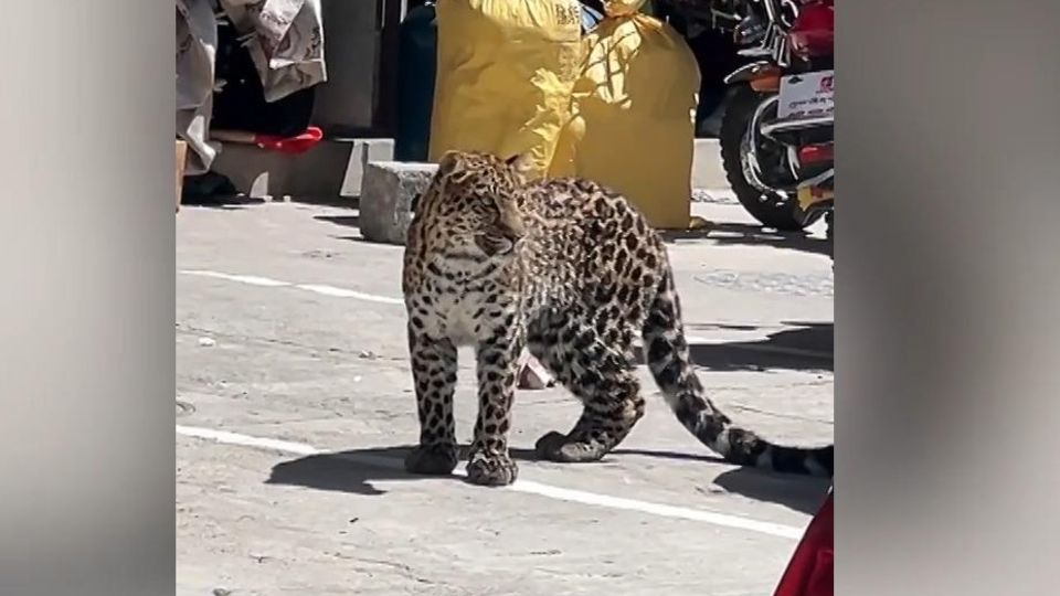 Südwesten Chinas: Wilder Leopard streift durch Straßen von Baiyu