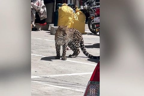 Südwesten Chinas: Wilder Leopard streift durch Straßen von Baiyu