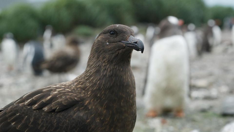 Birds in the Antarctic: A beautiful habitat for some penguins