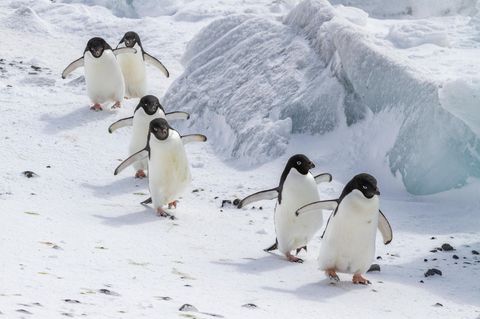 Adèlie-Pinguine