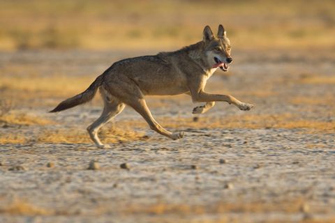In Indien sorgt ein Rudel Wölfe für Terror