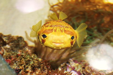 Ein Kugelfisch in einem Aquarium in Japan