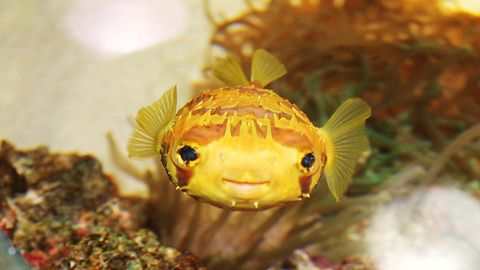 Ein Kugelfisch in einem Aquarium in Japan