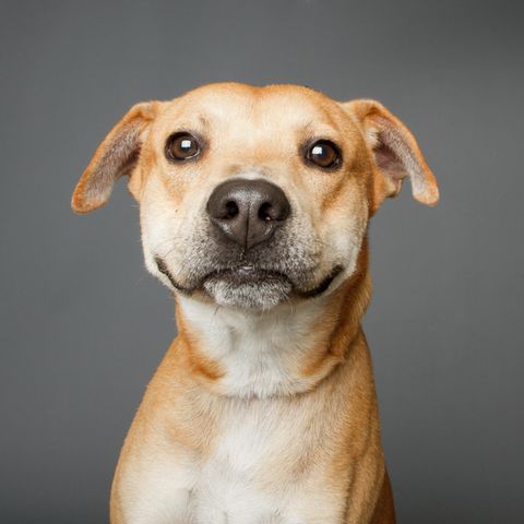 Dogs: dog looks carefully at the camera