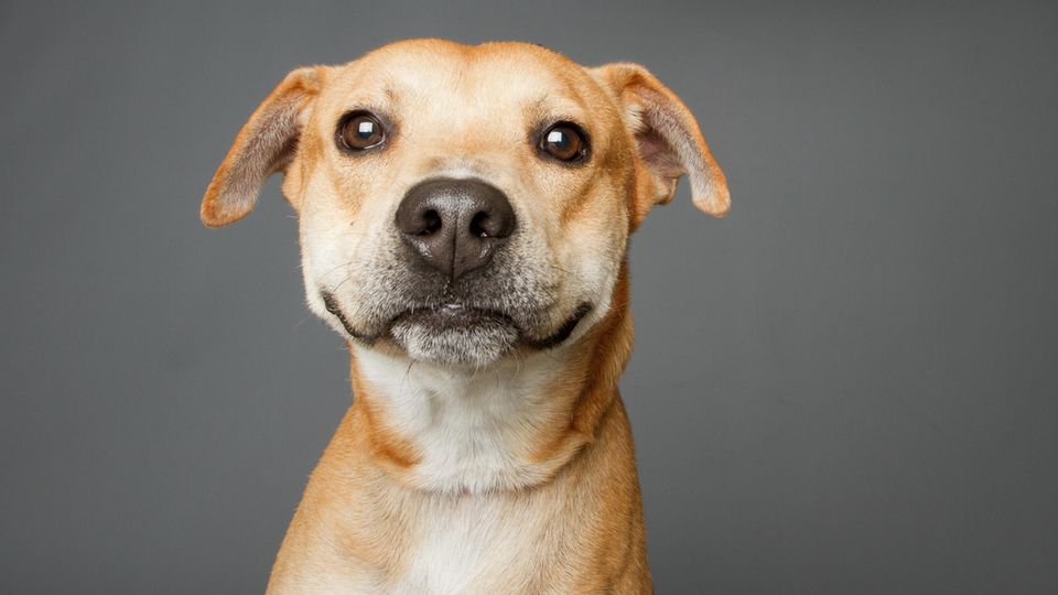 Hunde: Hund schaut aufmerksam in die Kamera