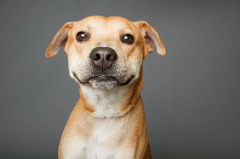 Hunde: Hund schaut aufmerksam in die Kamera