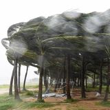 Yagi zerrt gewaltig an den Baumkronen der chinesischen Kokospalmen