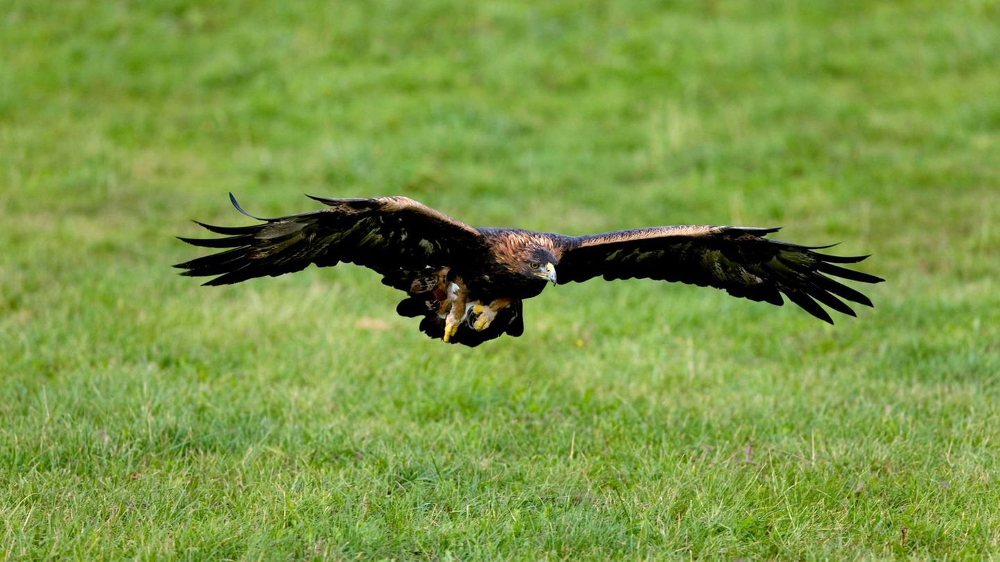 Ein Steinadler im Flug