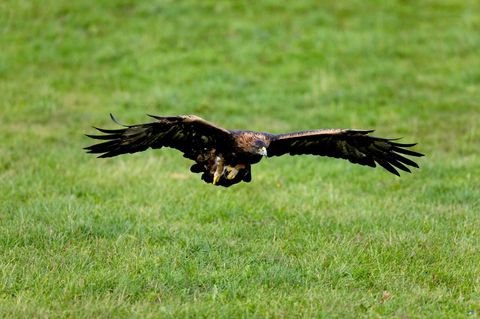 Ein Steinadler im Flug