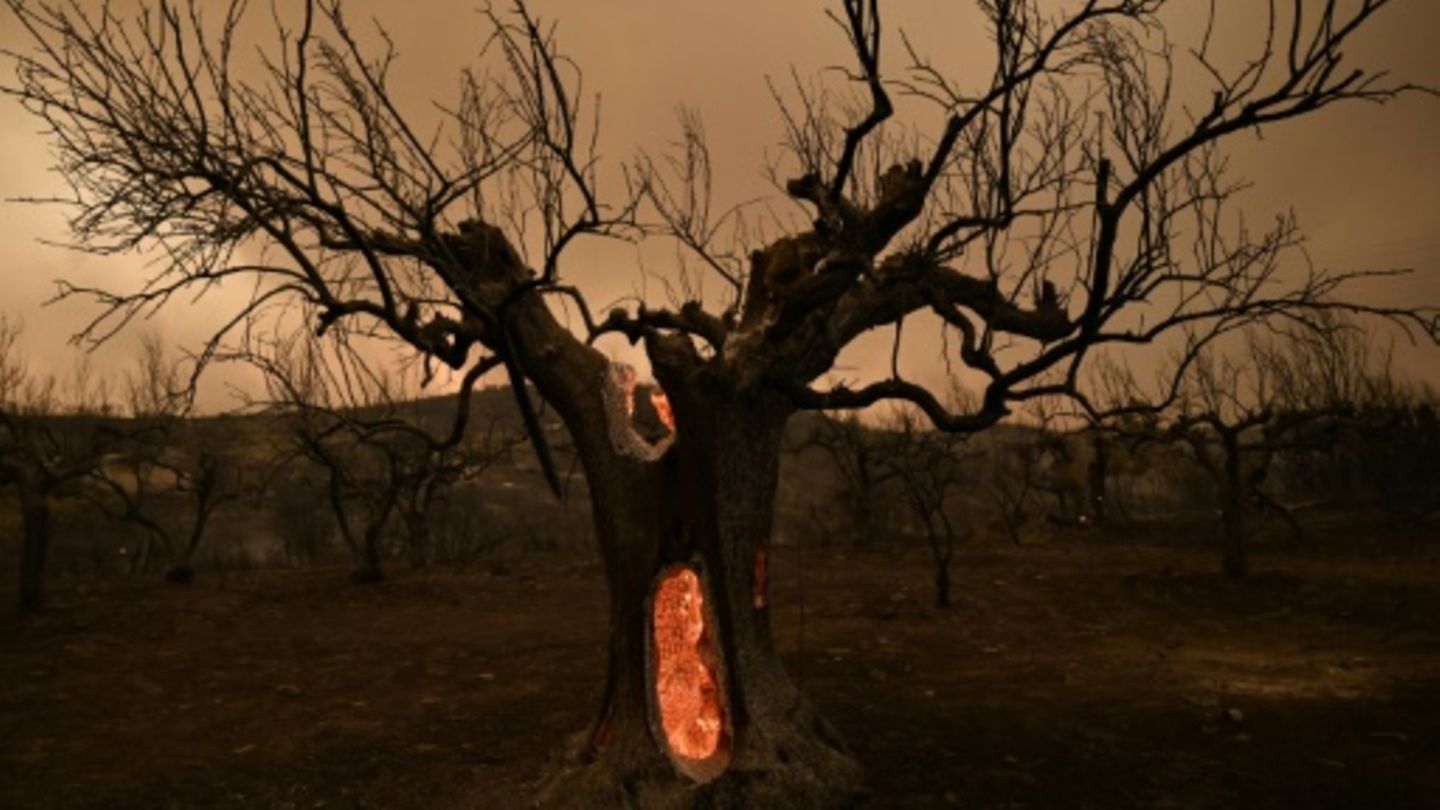 Glimmender Olivenbaum nach Waldbrand