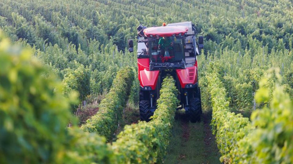 Weinernte fällt in Baden geringer als im Vorjahr aus. (Archivbild) Foto: Philipp von Ditfurth/dpa