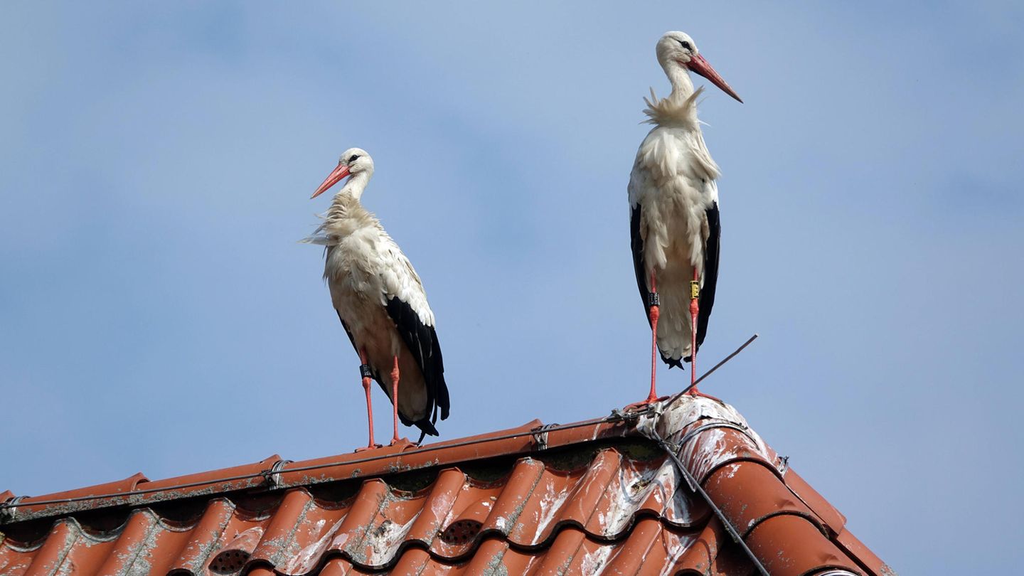 Storch an Storch: Zwei der großen Vögel sitzen auf einem Dach