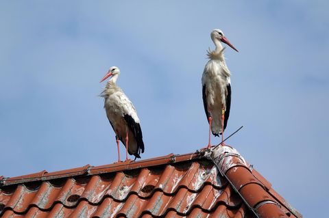 Storch an Storch: Zwei der großen Vögel sitzen auf einem Dach