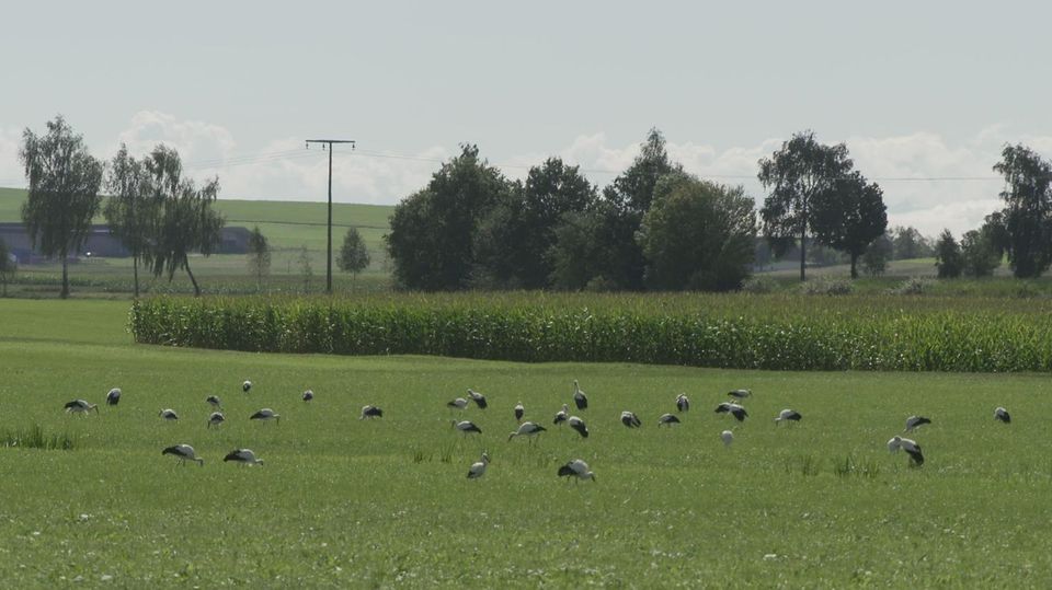 Störche auf einem Feld in Hohenfels