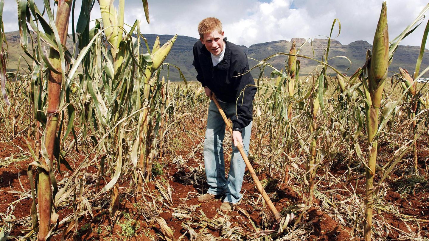 Prinz Harry in Afrika Prinz Harry in Afrika