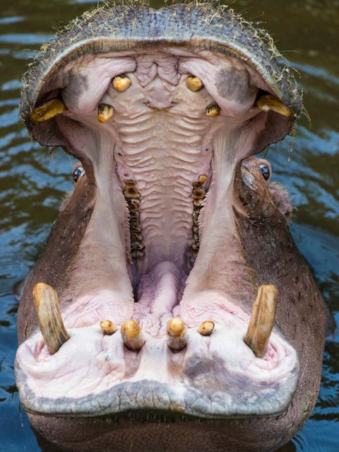 Ähnlichkeit: Offenes Maul eines Nilpferds und das innere einer Orchideenblüte