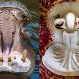 Ähnlichkeit: Offenes Maul eines Nilpferds und das innere einer Orchideenblüte