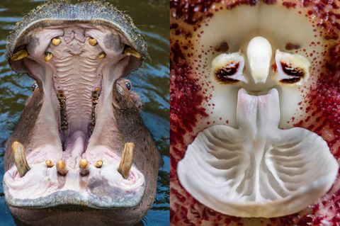Ähnlichkeit: Offenes Maul eines Nilpferds und das innere einer Orchideenblüte
