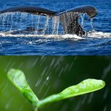 Ähnlichkeit: Walflosse und Flügelnuss des Bergahorns