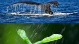 Ähnlichkeit: Walflosse und Flügelnuss des Bergahorns
