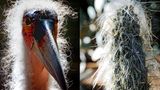 Ähnlichkeit: Marabu und Kaktus aus Mexiko
