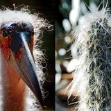 Ähnlichkeit: Marabu und Kaktus aus Mexiko