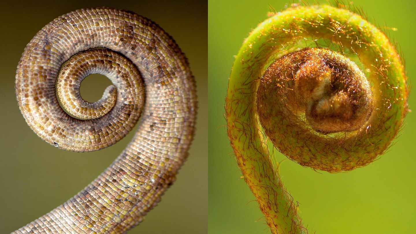Ähnlichkeit: Schwanz eines Chamäleons und Wedel eines Farns