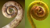 Ähnlichkeit: Schwanz eines Chamäleons und Wedel eines Farns