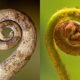 Ähnlichkeit: Schwanz eines Chamäleons und Wedel eines Farns