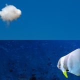 Ähnlichkeit: Kumuluswolke und Fledermausfisch