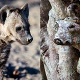 Ähnlichkeit: Tüpfelhyäne und Baumstamm